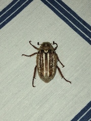 Anoxia australis