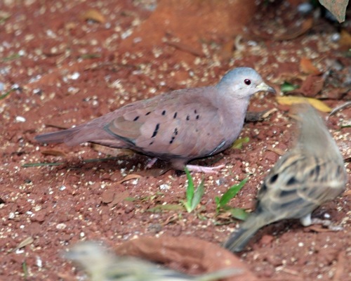 Ruddy Ground Dove, photo 7 of 10