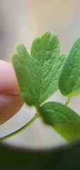 Thalictrum sparsiflorum
