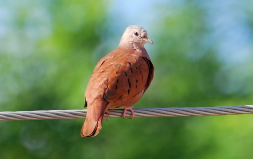 Ruddy Ground Dove, photo 8 of 10