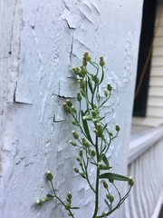 Erigeron canadensis