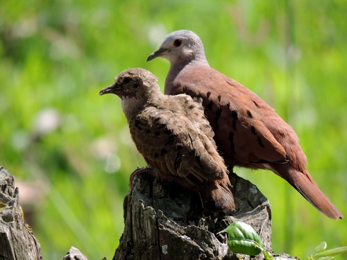 Ruddy Ground Dove, photo 9 of 10