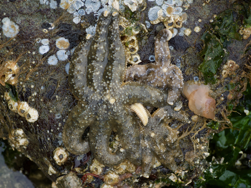 Mottled Star, Jefferson County, WA, USA, photo 9 of 10