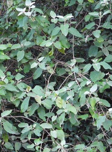 Buddleja dysophylla, photograph 5
