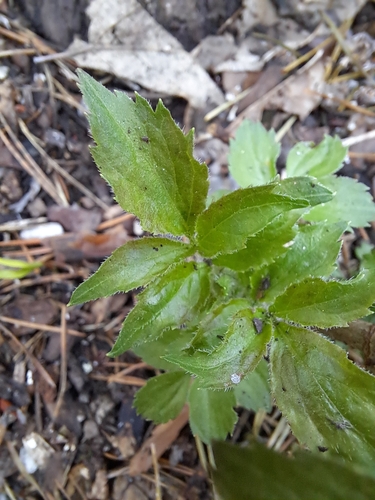Image of Sambucus sibirica by no rights reserved