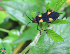 Oncopeltus varicolor varicolor