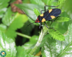 Oncopeltus varicolor varicolor