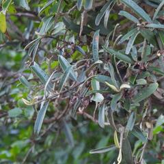 Wild holly (Brachylaena ilicifolia)