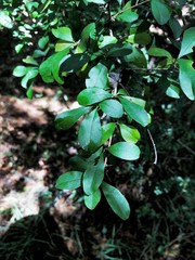 Sideroxylon reclinatum