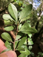 Sideroxylon reclinatum
