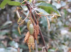 Elaeagnus loureirii