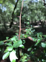 Sideroxylon reclinatum