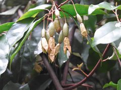Elaeagnus loureirii