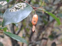 Elaeagnus loureirii