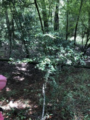 Sideroxylon reclinatum