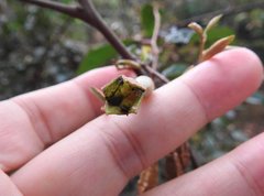 Elaeagnus loureirii