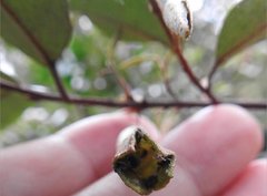 Elaeagnus loureirii