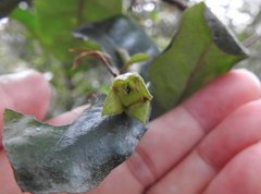Elaeagnus loureirii