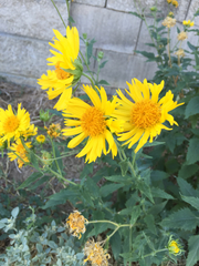 Verbesina encelioides