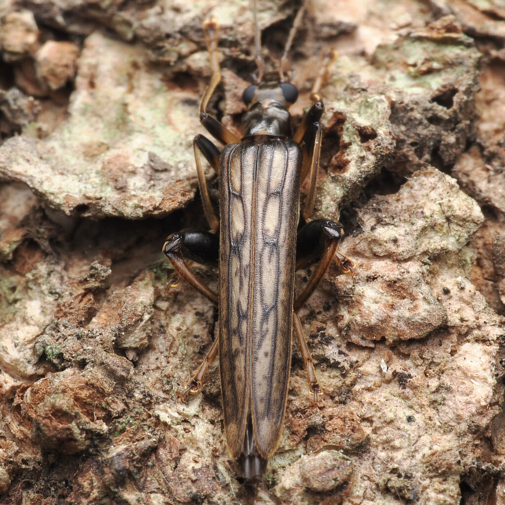 Oedemera venosa