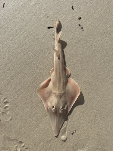 Guitarfish (Aptychotrema vincentiana) — Rhinobatidae — 5