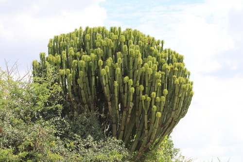 Common Tree Euphorbia