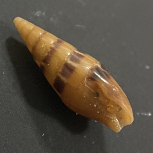 Mitrella menkeana observed 2025-04-23