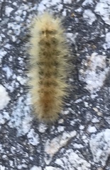 Phragmatobia
