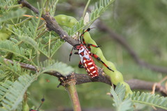 Pachylis neocalifornicus