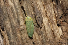 Coelidia