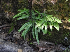 Asplenium trichomanes quadrivalens
