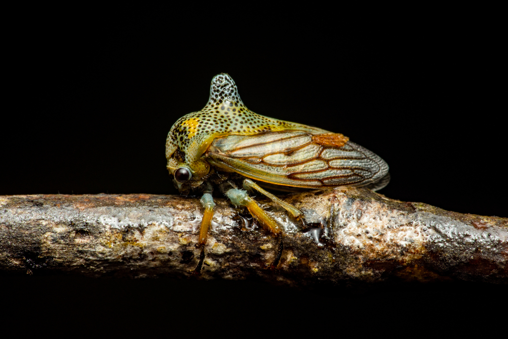 Ramosella thalli