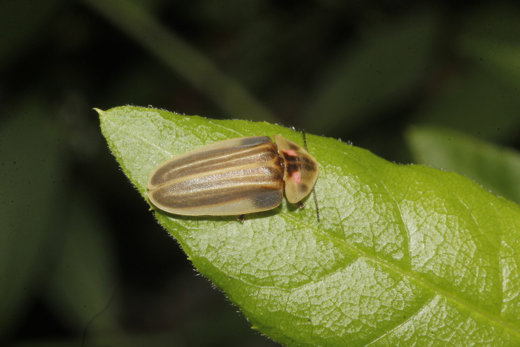 Aspisomoides