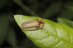 Aspisomoides costatum