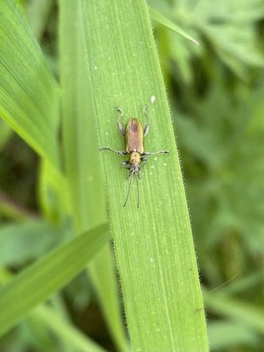 Grooved Leaf Beetle, Buitengebied Noord, Amstelveen, Noord-Holland, NL, photo 9 of 10