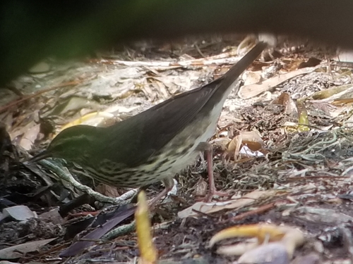 Parkesia noveboracensis image