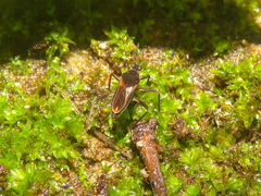 Paravelia basalis