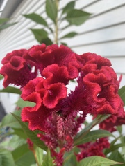Celosia