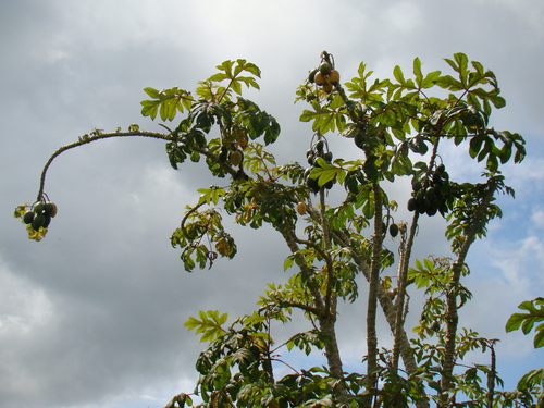 Vasconcellea goudotiana (Vasconcellea goudotiana)
