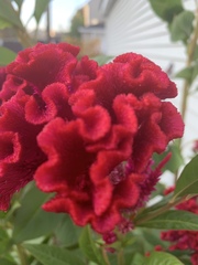Celosia