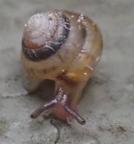 Kaliella hongkongensis, 2025-04-27