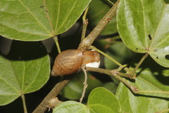 Spiraxidae