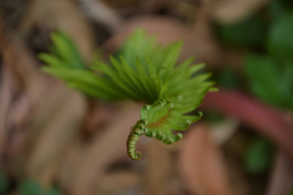 Fern Riffle western sword fern from Jasper Ridge Preserve on August 18, 2019 by ...