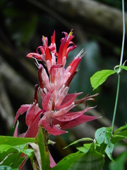 Billbergia pyramidalis