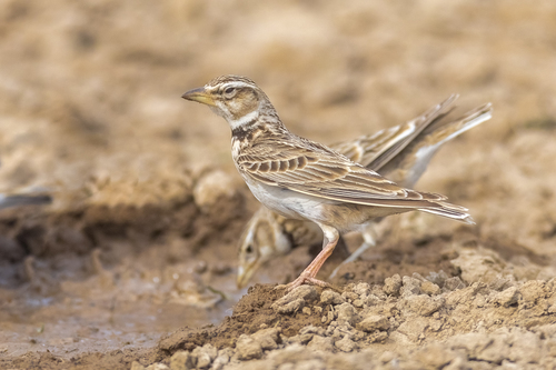 Calandria bimaculada (Melanocorypha bimaculata)