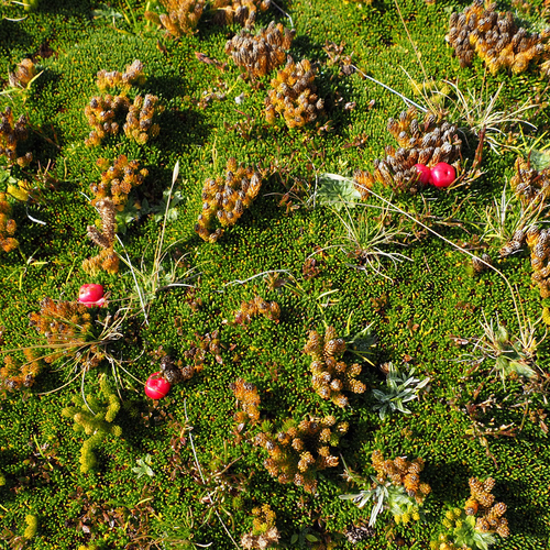 Gaultheria tasmanica, photograph 3