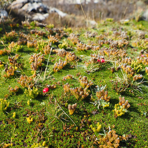Gaultheria tasmanica, photograph 2