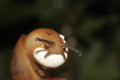 Spiraxidae