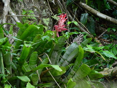 Billbergia pyramidalis