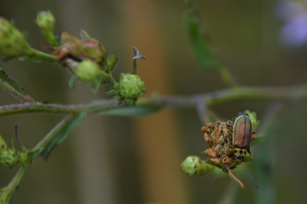 Trirhabda confusa